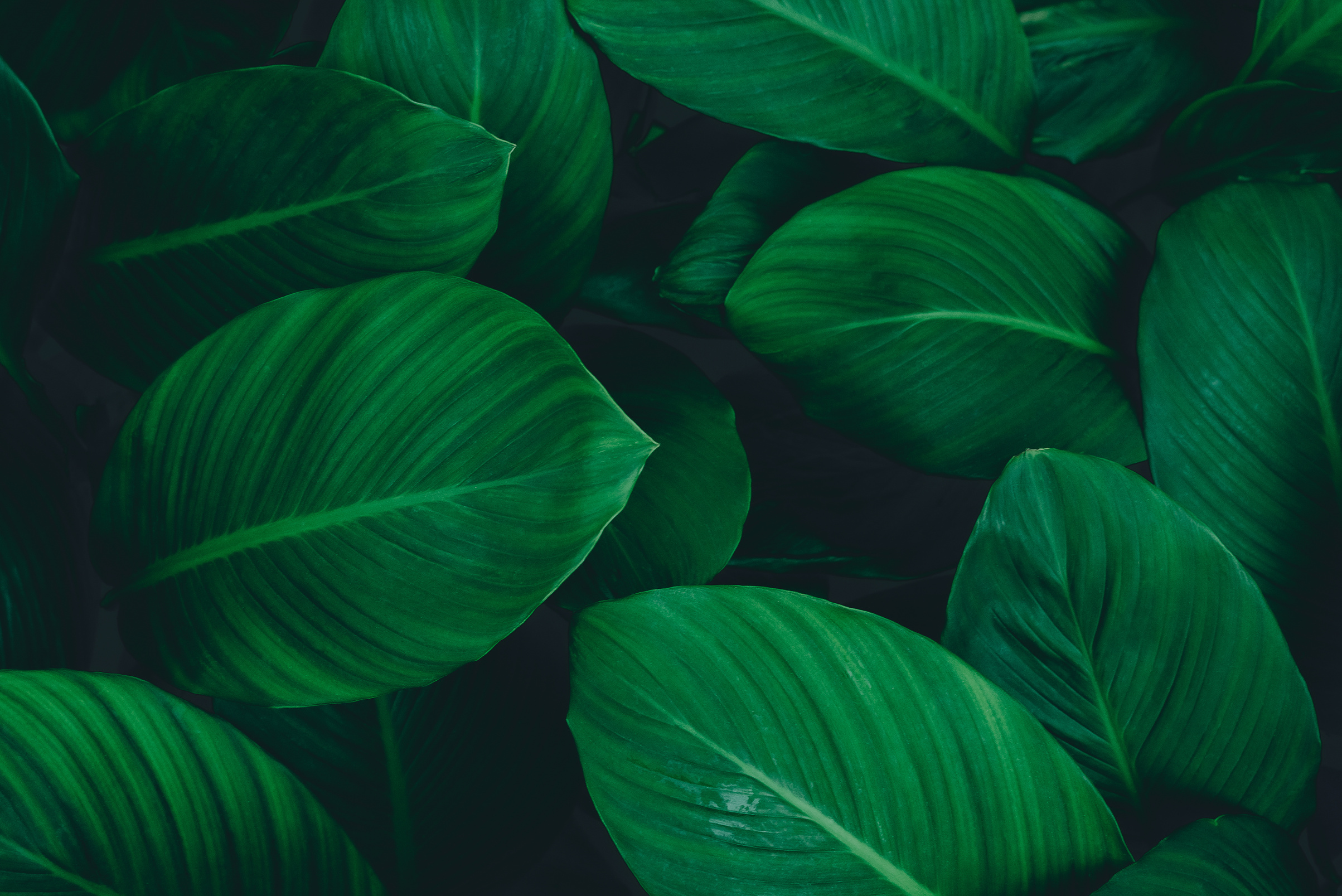 abstract green leaf texture, nature background, tropical leaf, green leaf